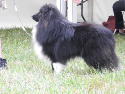 Venom brock eddie Du vent des moissons