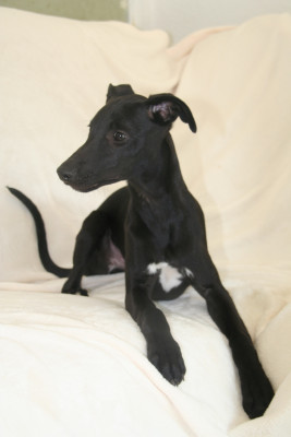 Étalon Whippet - Atomic Spirit Du Domaine Rose Chardon