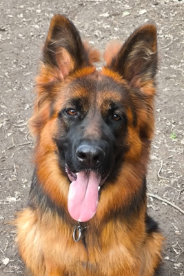 Étalon Berger Allemand Poil Long - Awaï du grand Revoyet