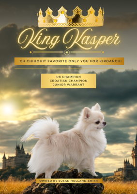 Étalon Chihuahua - CH. CHIHOHIT FAVORITE ONLY YOU