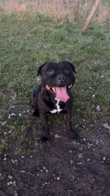 Étalon Staffordshire Bull Terrier - Tairo Des Satin A Salazie