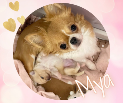 Étalon Chihuahua - U Cant Touch This Des Bandits De Tula