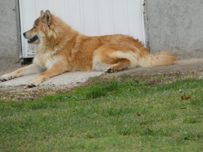 Étalon Eurasier - Una of Nordic Island