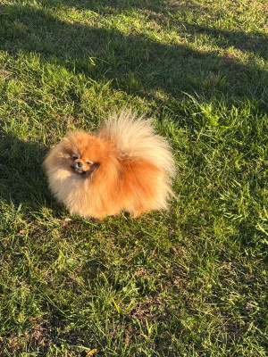 Étalon Spitz allemand - julian's royal utyasha