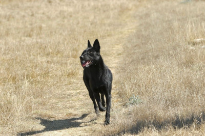 Étalon Berger hollandais - Upney's Dark Side Of London Legends