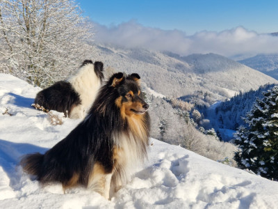 Étalon Shetland Sheepdog - RACKHAM LE ROUGE Du Champ Paillot