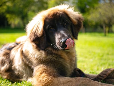 Étalon Leonberger - Vanina Sukaru Des Terres De Sigiriya