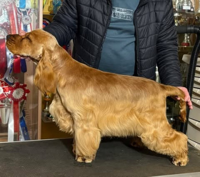 Étalon Cocker Spaniel Anglais - manaca's Up The Game