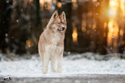 Étalon Siberian Husky - Akela Wolves Of The Northern Light