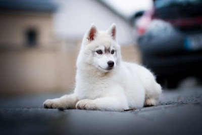 Étalon Siberian Husky - Asha l'appel de la meute