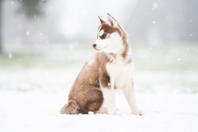 Étalon Siberian Husky - Arés l'appel de la meute
