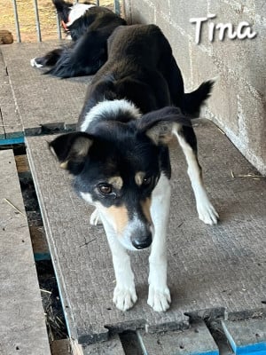 Étalon Border Collie - tina de la ferme hount barade