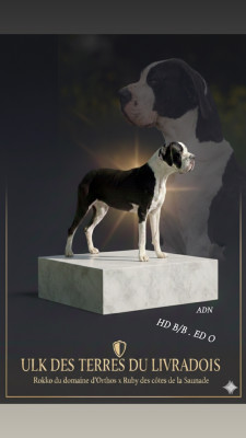 Étalon Dogue allemand - Ulk Des Terres Du Livradois