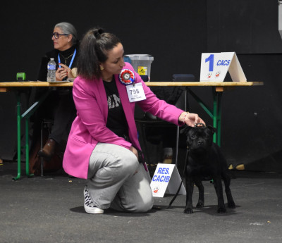 Étalon Staffordshire Bull Terrier - Skillstaff AEROSMITH