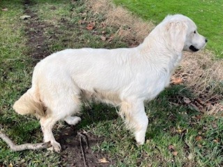 Étalon Golden Retriever - Tendance De la Plume Du Pévéle.