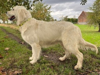 Étalon Golden Retriever - Tenessee De la Plume Du Pévéle.