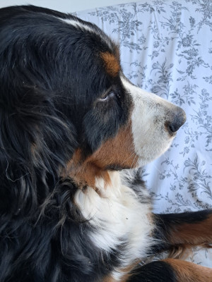 Étalon Bouvier Bernois - Utah Du Royaume De La Vallée