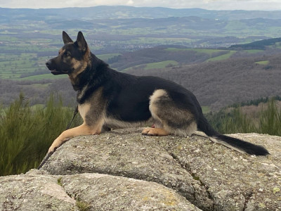 Étalon Berger Allemand - UBAK DU FORT DE LA TRAPP Titre Initial