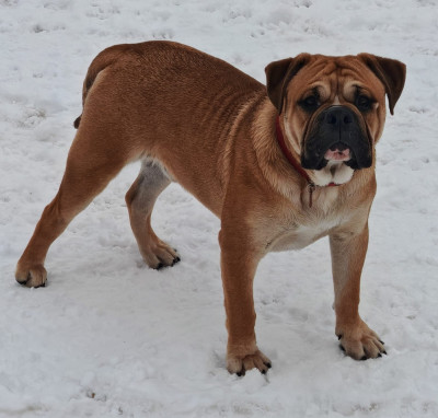 Étalon Bulldog continental - AYRTON du Mont de l'Aigle