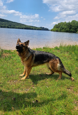 Étalon Berger Allemand - Skye Du val de la petite creuse