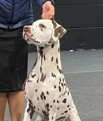 Étalon Dalmatien - CH. ZUCCHERO CANDITO of the living spots