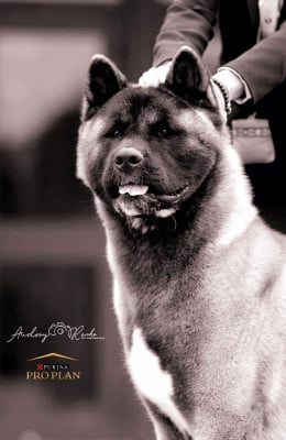 Étalon Akita americain - CH. Sendosan UICHIRO SEIKATSU NO TAME NI