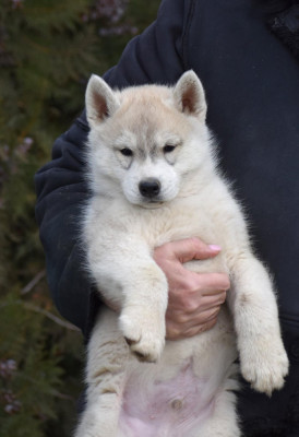 Étalon Siberian Husky - COLD STORM of siberian lady