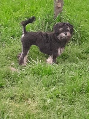 Étalon Petit chien lion - Ulotte des Trésors De L'Atipyque