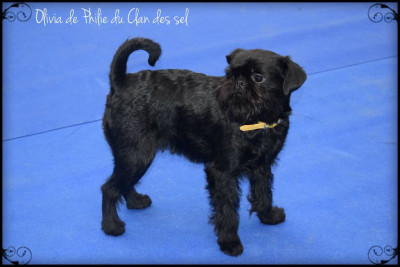 Étalon Griffon bruxellois - CH. Olivia DePhilie Du Clan Des Sel