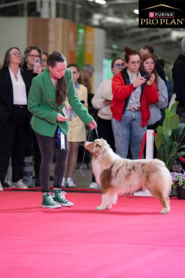 Étalon Berger Australien - Blue Memories A-Touch-Of-Destiny