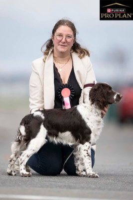 Étalon English Springer Spaniel - Ariel Des Broussailes D'Opale