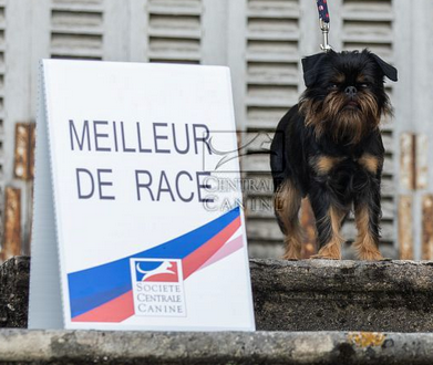 Étalon Griffon bruxellois - CH. Never Des Brabs De Philie