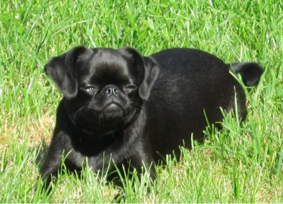 Étalon Griffon bruxellois - Isabeau du Clan des petits Gremlin's