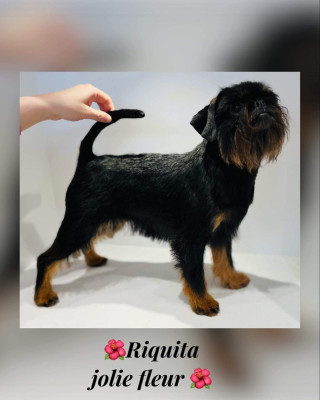 Étalon Griffon bruxellois - CH. Riquita jolie fleur Des Brabs De Philie