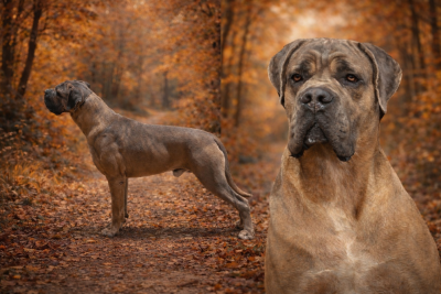 Étalon Cane Corso - VLADIMIR Des Deesses Du Temple