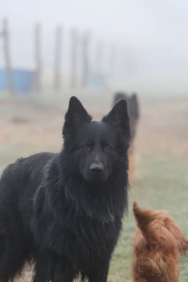 Étalon Berger Allemand Poil Long - Sheitan de starke wolfe