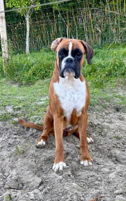 Étalon Boxer - VEGAS des Etisses