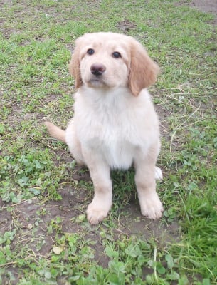 Étalon Hovawart - V'XIAM Des leus altiers