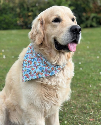 Étalon Golden Retriever - Mind Bossea's Oh Michka