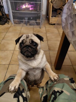 Étalon Carlin - Virgule des joyeux cotillons