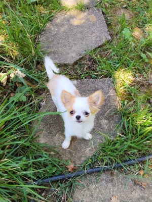 Étalon Chihuahua - ARTIC SNOW WOLF du domaine d orca