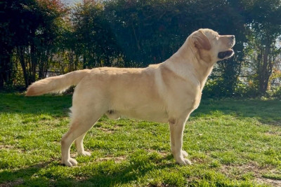 Étalon Labrador Retriever - a sense of pleasure's road runner