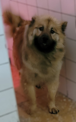 Étalon Eurasier - Tika Des marais de courmont