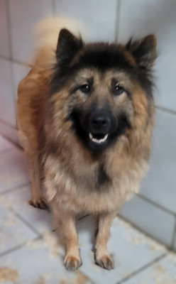 Étalon Eurasier - Toopy Des marais de courmont