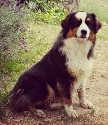 Étalon Berger Australien - CH. nebesniy aljans O'jully