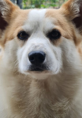 Étalon Welsh Corgi Pembroke - P'biscuit du mas de la fermine