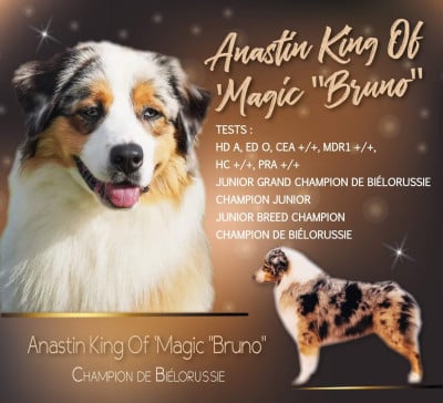 Étalon Berger Australien - CH. anastin King Of'Magic