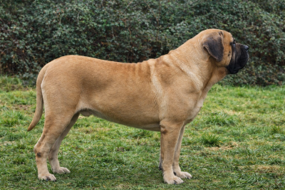 Étalon Mastiff - Tennessee (Sans Affixe)