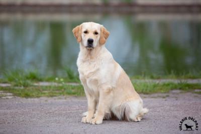 Étalon Golden Retriever - Tout le bonheur du monde dite SEATTLE des Alten de la Burgerie