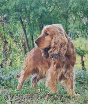 Étalon Cocker Spaniel Anglais - Shaia Des Yeux D'Osiris